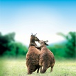 kangourous 2 - Les Animaux amoureux