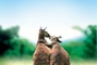 kangourous 2 - Les Animaux amoureux