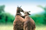 les animaux amoureux affiche - Les Animaux amoureux