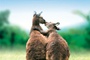 les animaux amoureux - Les Animaux amoureux