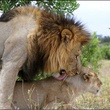 lions - Les Animaux amoureux