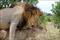 lions - Les Animaux amoureux