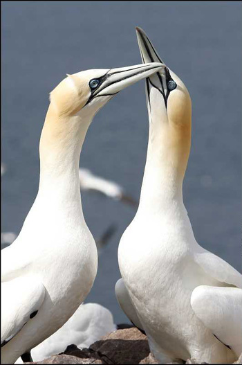 oiseaux 2 - Les Animaux amoureux
