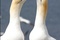 oiseaux 2 - Les Animaux amoureux