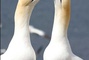 oiseaux 2 - Les Animaux amoureux