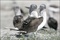 oiseaux 3 - Les Animaux amoureux