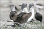 oiseaux 3 - Les Animaux amoureux