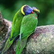 oiseaux - Les Animaux amoureux