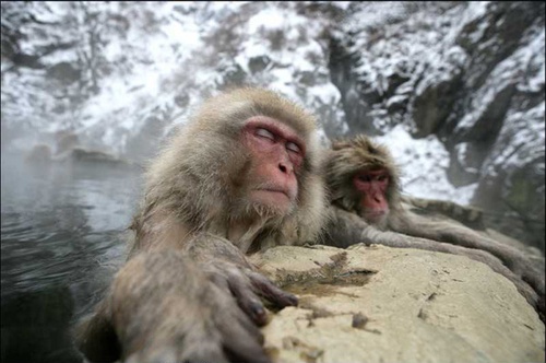 singes 2 - Les Animaux amoureux