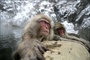 singes 2 - Les Animaux amoureux