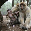 singes - Les Animaux amoureux