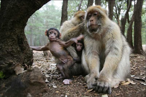 singes - Les Animaux amoureux