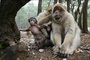 singes - Les Animaux amoureux