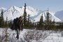 emile hirsch 2 - Into the Wild