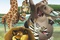 madagascar 2 herd is the word