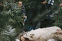 mathilde goffart 2 - Survivre avec les loups