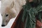 mathilde goffart 4 - Survivre avec les loups