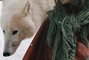 mathilde goffart 4 - Survivre avec les loups