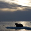 coucher soleil - Arctic Tale