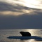 coucher soleil - Arctic Tale - Arctic Tale 
