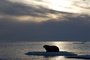coucher soleil - Arctic Tale