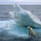 iceberg - Arctic Tale - Arctic Tale 