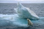 iceberg - Arctic Tale