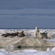 ours 2 - Arctic Tale