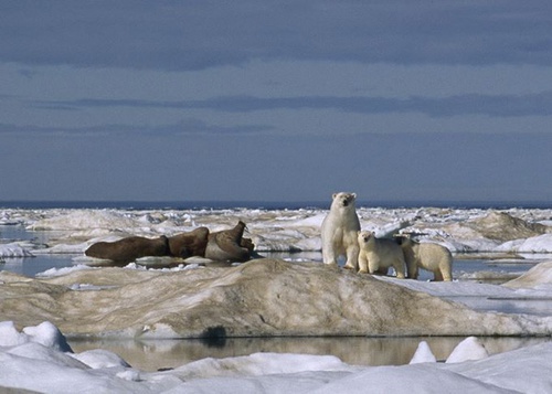 ours 2 - Arctic Tale