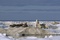 ours 2 - Arctic Tale