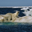 ours 3 - Arctic Tale
