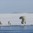 ours 4 - Arctic Tale