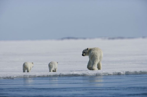 ours 4 - Arctic Tale