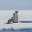 ours 5 - Arctic Tale