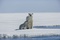 ours 5 - Arctic Tale