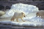 ours blanc - Arctic Tale