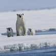 ours - Arctic Tale