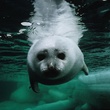 phoque 2 - Arctic Tale