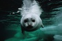 phoque 2 - Arctic Tale