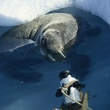 phoque 3 - Arctic Tale
