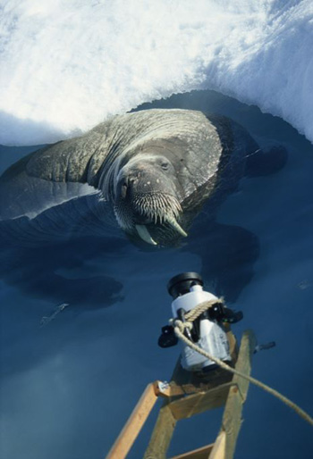phoque 3 - Arctic Tale
