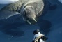 phoque 3 - Arctic Tale