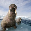 phoque 4 - Arctic Tale
