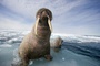 phoque 4 - Arctic Tale