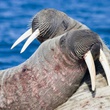 phoque 5 - Arctic Tale
