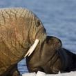phoque 6 - Arctic Tale
