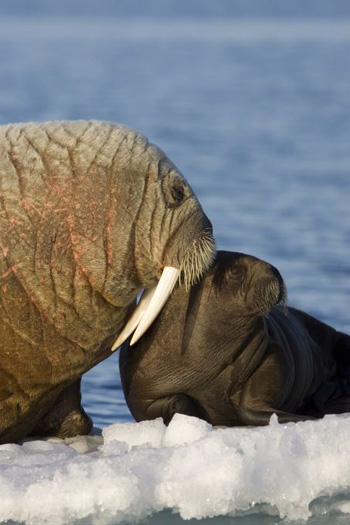 phoque 6 - Arctic Tale