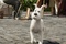 milou-jpg
