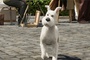 milou-jpg