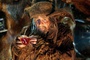 the-hobbit-mmhh-appetissant-jpg